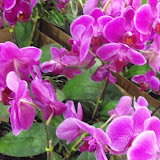 Festival_das_Flores_de_Holambra_28_10_2009