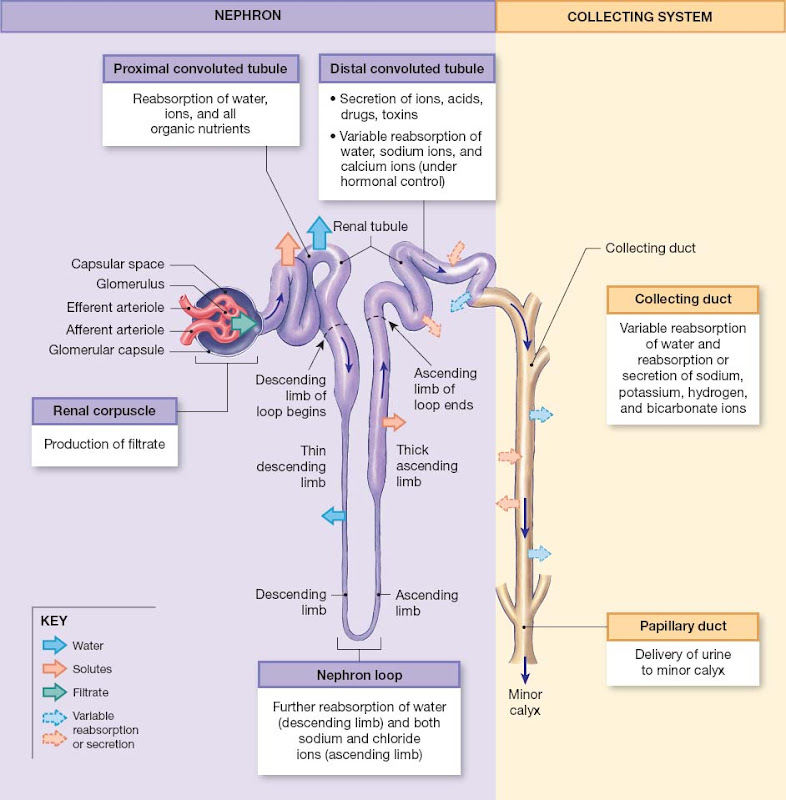 kidney_nephron_anatomy.jpg