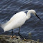 Little egret