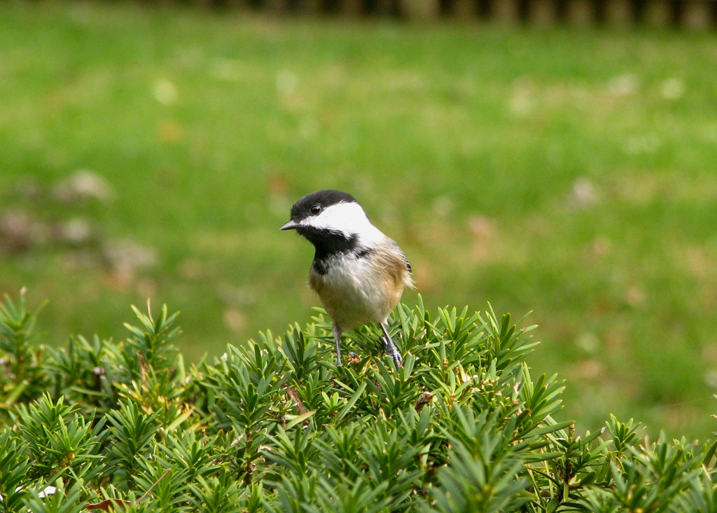 [birds 045[4].jpg]