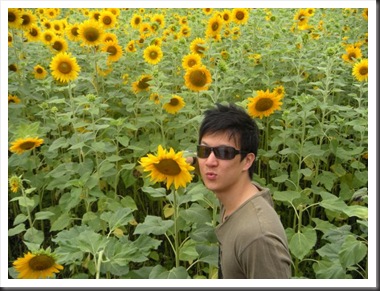 Charlton with sunflower