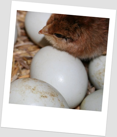 [farm blog chickn egg polaIMG_2767[5].jpg]
