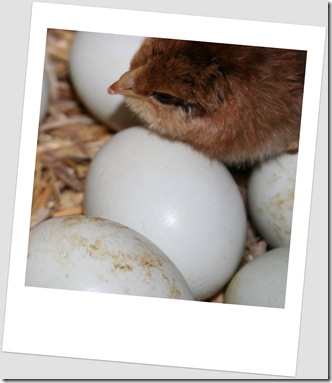 farm blog chickn egg polaIMG_2767