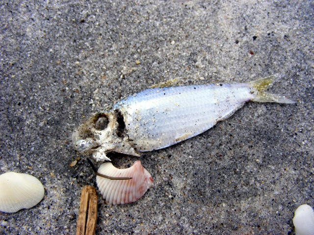 [december 2009 061[4].jpg]
