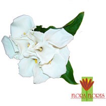 [Flora Flores R$65,00[3].jpg]