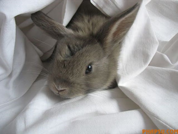 animals_217_17.jpg