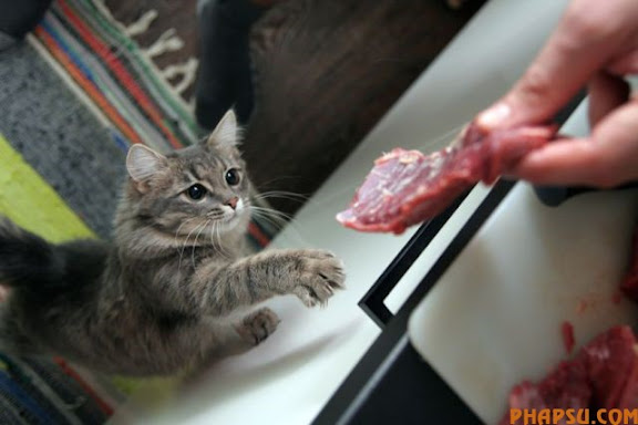 animals_217_22.jpg