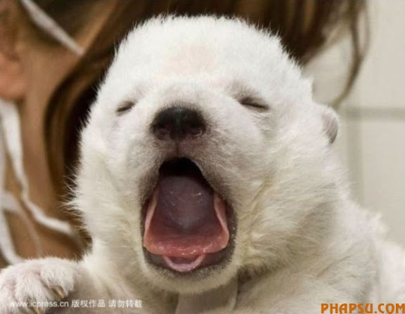 animals_217_30.jpg