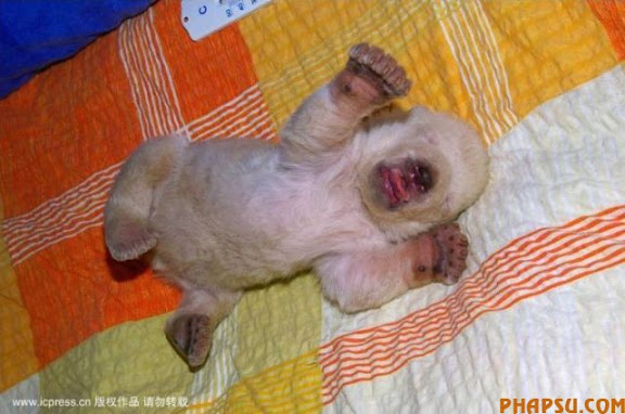 animals_217_33.jpg