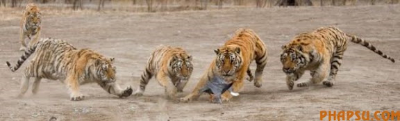 tigers_vs_bird_05.jpg