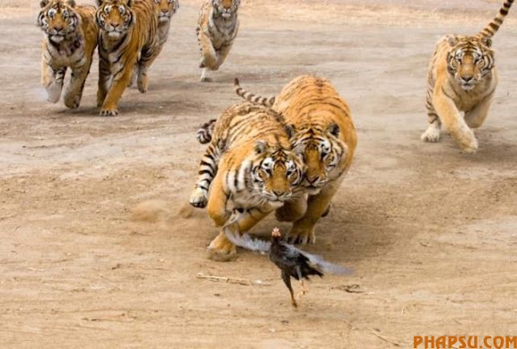 tigers_vs_bird_06.jpg