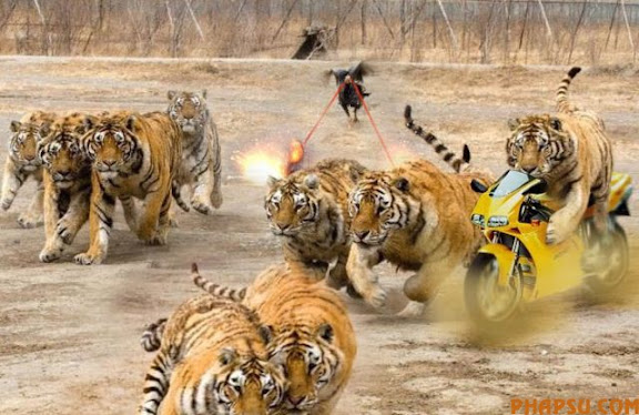 tigers_vs_bird_07.jpg