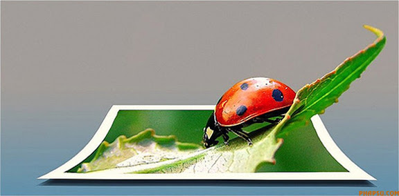 ladybug.jpg