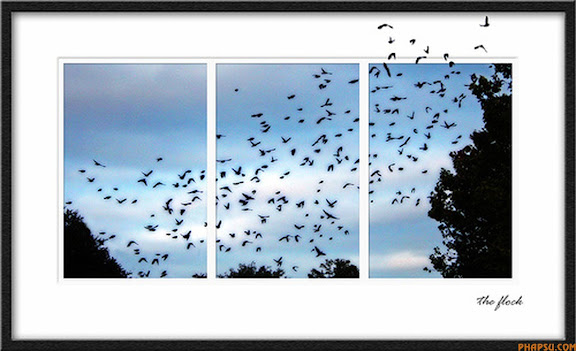 flock.jpg