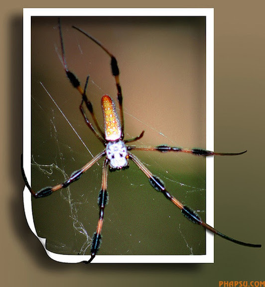 spider.jpg