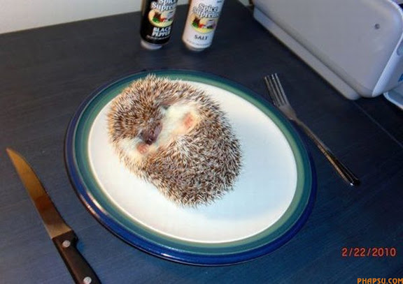 WHEN YOU HAVE A VERY RESPONSIBLE JOB, THAT OF A GUIDE DOG, YOU MUST LEARN TO RISE ABOVE THE TEMPTATION THAT IS THE FELINE SPECIES. THUS YOKO, WHO IS BEING TRAINED TO BE A GUIDE DOG, REMAINS OBLIVIOUS TO THE ACTIONS OF LEO THE CAT. LEO IS 'EMPLOYED' BY THE GUIDE DOGS FOR THE BLIND TRAINING CENTRE IN ESSEX TO STAND AROUND AS DOGS LIKE YOKO GO THROUGH THEIR SCHOOLING, TO TRAIN THE DOGS NOT TO BE DISTRACTED AND GO CHASING THE CATS!