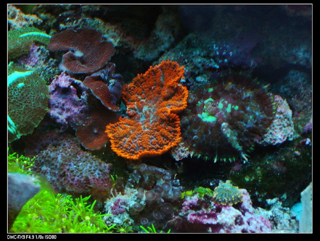P1040349-1.jpg