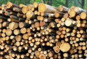 [legno[3].jpg]