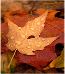 melancholy_autumn[1]