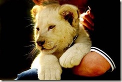 Cute White Lion Cub