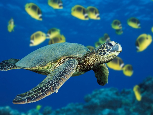 [Green Sea Turtle[3].jpg]