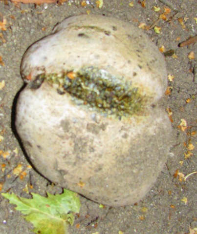 [funguspic[3].jpg]