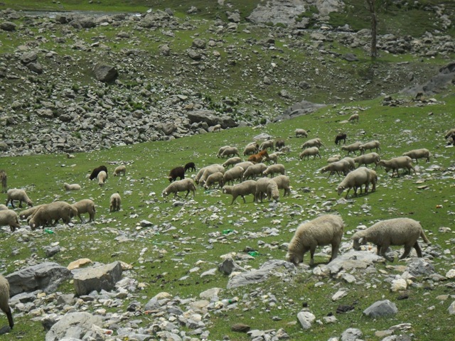 [SHEEP3.jpg]