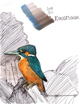 kingfisher2