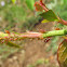 Rose Aphid