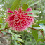 Lilly Pilly