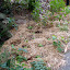 Poppyde's Frontyard garden