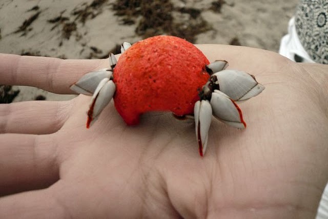 [Plastic Crab-Sheva Apelbaum.jpg]