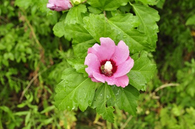 Flower Bloom-Sheva Apelaum