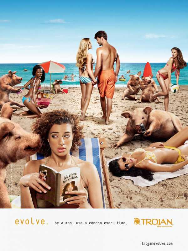 Pigs on a beach