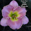 Hemerocallis 'Fuchsia Kiss'