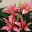 Lilium, Asiatic 'Aphrodite'