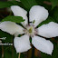 Clematis 'Jan Pawel II'