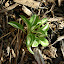 Hosta 'Pandora's Box'