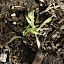 Hosta 'Masquerade'