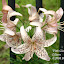 Lilium, Asiatic 'Pink Giant'