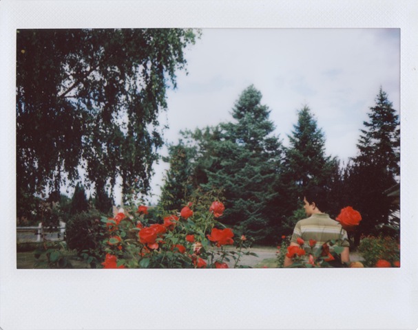 [roses[5].jpg]