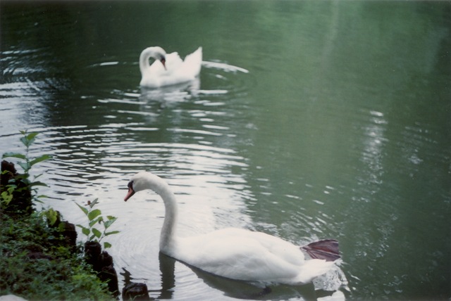 [Cisnes[5].jpg]