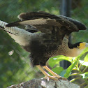 Southern Crested Caracara