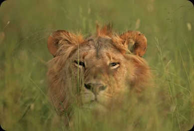 lion_grass_large
