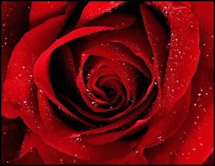 Rosa Roja - copia (2)
