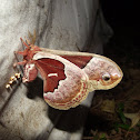 Promethea Silkmoth