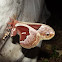 Promethea Silkmoth