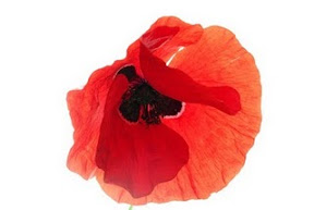 Coquelicot de Clo.jpg