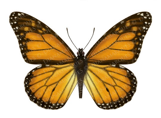 [Michael jackson Subliminar 2[5].jpg]