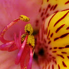 Lily
